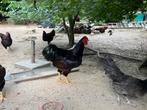 Rhode Island Red Ras Kippen, Dieren en Toebehoren, Pluimvee, Meerdere dieren, Kip