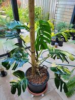 Monstera deliciosa aurea, Ophalen, Volledige schaduw, 100 tot 150 cm, Overige soorten