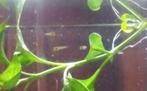 Vis guppy, jongen, 10 voor 3 euro., Vis, Zoetwatervis