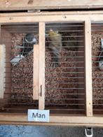 * * * Mannen bonte kanaries * * *, Dieren en Toebehoren, Vogels | Kanaries, Mannelijk, Kleurkanarie