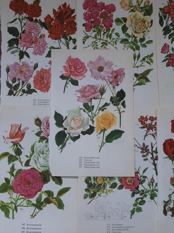 9 delig botanical vintage papierpakket  #rozen beschikbaar voor biedingen