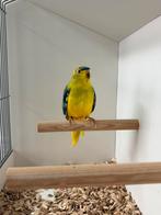 Elegant parkiet, Dieren en Toebehoren, Mannelijk, Parkiet, Geringd