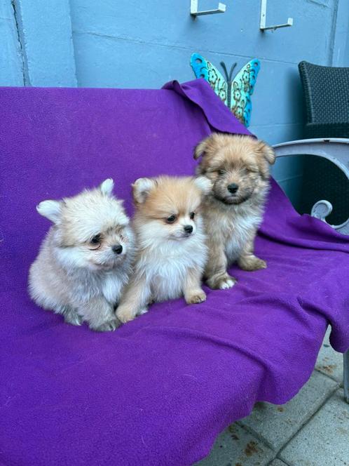Boomer x pomeriaan pups, Dieren en Toebehoren, Honden | Chihuahua's en Gezelschapshonden, Meerdere dieren, Overige rassen, Particulier
