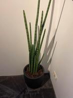 Kunst plant met pot (35cm) eventueel 2 stuks, Ophalen, Overige soorten, Halfschaduw, In pot