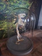 Bruine rat skelet in glazen stolp, Ophalen of Verzenden, Gebruikt