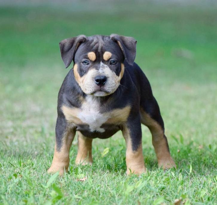 tricolor american bully pups, Dieren en Toebehoren, Honden | Bulldogs, Pinschers en Molossers, Meerdere dieren, Overige rassen