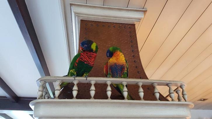 Lories van de Blauwe Bergen, Dieren en Toebehoren, Vogels | Parkieten en Papegaaien, Papegaai, Meerdere dieren, Tam, Geringd