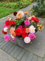 dahlia knollen, schoon, droog en gelabeld, Ophalen of Verzenden, Voorjaar, Volle zon, Knol