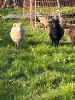 Ouessant ram wit en zwart  te koop of ruilen, Dieren en Toebehoren, Schapen, Geiten en Varkens, Mannelijk, Schaap, 0 tot 2 jaar