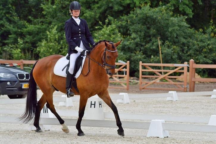 Paardrijles, dressuur, springen bij u thuis of op stal, Diensten en Vakmensen, Dieren | Paarden | Verzorging, Oppas en Les, Paardrijles of Ponykampen