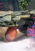 Gratis parrot op te halen, Dieren en Toebehoren, Vissen | Aquariumvissen