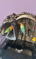 Agapornis koppel van 5 jaar, Dieren en Toebehoren, Meerdere dieren