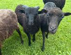Ouessant ram lam, Dieren en Toebehoren, Schapen, Geiten en Varkens, Mannelijk, Schaap