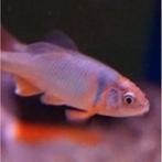 Notropis lutrensis, Dieren en Toebehoren, Vis