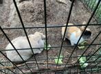 Twee mannetjes konijnen, een hangoor en hollandse dwerg, Dieren en Toebehoren, Meerdere dieren, Hangoor