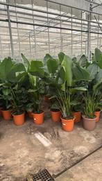 Strelitzia nicolai 4 planten per pot 160/170cm, Ophalen of Verzenden, Overige soorten, 150 tot 200 cm