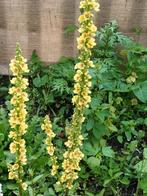 Verbascum Chaixii 16 Candles, Ophalen of Verzenden, Volle zon, Zaad