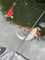 Mooi Koi karpers te koop., Dieren en Toebehoren, Karper of Koi