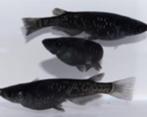 Medaka Black Magic - Koidream Valburg, Dieren en Toebehoren, Vissen | Aquariumvissen, Vis, Zoetwatervis