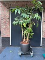 Mooie verrijdbare pot met plant aquasystem, Ophalen of Verzenden, Rond, Minder dan 60 cm