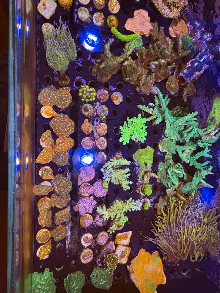 Koraalstekken, Dieren en Toebehoren, Vissen | Aquariumvissen, Zoutwatervis, Overige typen