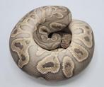 1.0 GHI Clown het Pied proven breeder     ball python regius, Slang