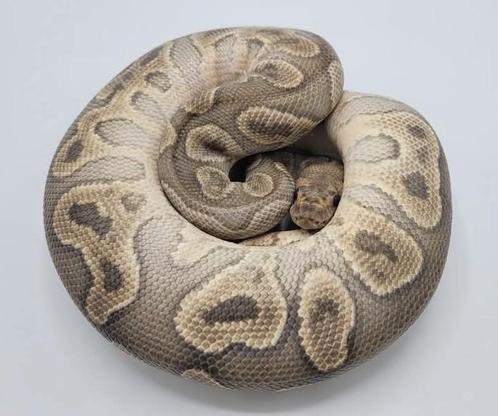 1.0 GHI Clown het Pied proven breeder     ball python regius, Dieren en Toebehoren, Reptielen en Amfibieën, Slang