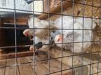 4 brahma kippen 6 mnd oud, Dieren en Toebehoren, Pluimvee, Vrouwelijk, Kip