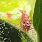 [Binnenkort terug] Vuurgarnalen (Neocaridina davidi), Kreeft, Krab of Garnaal, Zoetwatervis, Schoolvis