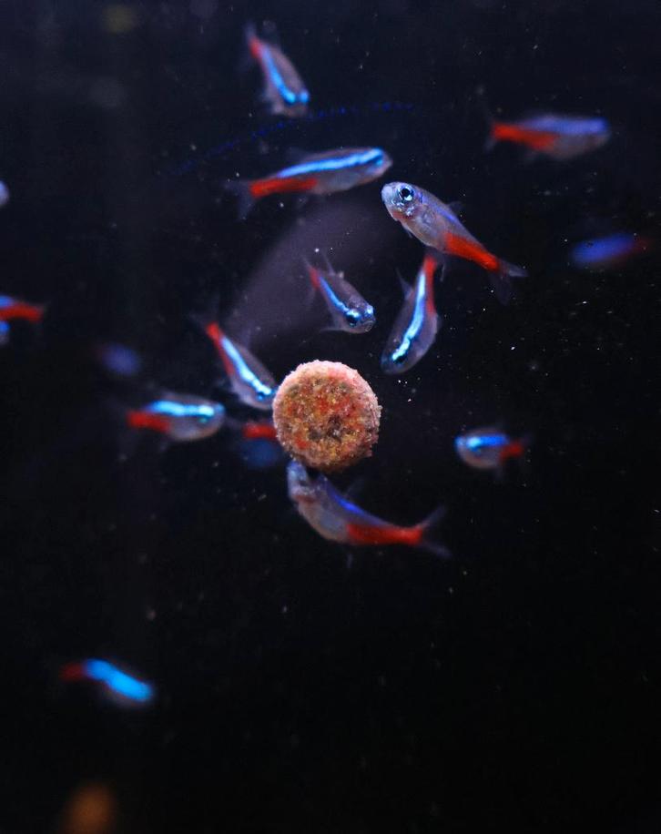 neon tetra -Prijs: - €2,99 per stuk, Dieren en Toebehoren, Vissen | Aquariumvissen, Zoetwatervis, Vis