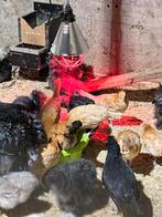 Friese hoen hennen te koop, Dieren en Toebehoren, Pluimvee, Meerdere dieren, Kip