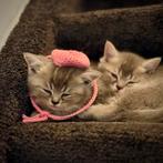 Lieve Britse Korthaar kittens zoeken een nieuw thuis, Dieren en Toebehoren, Katten en Kittens | Raskatten | Korthaar