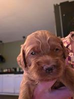 Austalian labradoodle pups, Dieren en Toebehoren, Honden | Niet-rashonden, 8 tot 15 weken, Meerdere, Meerdere dieren, Nederland