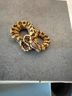 1.0 pastel desert ghost 66% het puzzle konings python, Dieren en Toebehoren, Slang, 0 tot 2 jaar