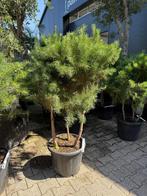 Pinus sylvestris 3 stam (meerstammige Pinus ) te koop!, In pot, Bloeit niet, Halfschaduw, Minder dan 100 cm
