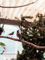 Kastanjeruglijsters -koppels 2025, Dieren en Toebehoren, Vogels | Overige Vogels, Meerdere dieren, Tropenvogel, Geringd