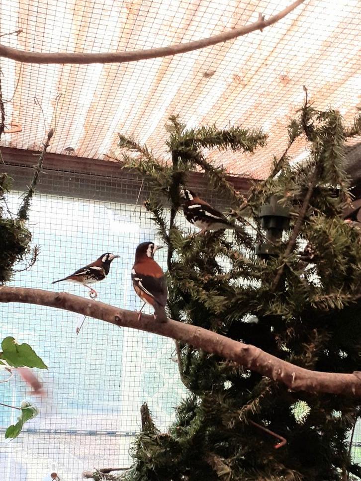 Kastanjeruglijsters -koppels 2025, Dieren en Toebehoren, Vogels | Overige Vogels, Tropenvogel, Meerdere dieren, Geringd