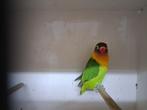 Personata pop, Dieren en Toebehoren, Vogels | Parkieten en Papegaaien, Vrouwelijk, Dwergpapegaai of Agapornis