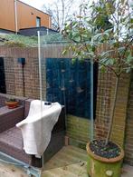 Glazen douche deur, Bloeit niet, Overige soorten, Minder dan 100 cm, Ophalen