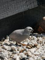 Chinese dwergkwartel haan grijs/zilver, Mannelijk, Tropenvogel