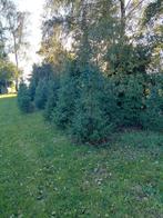 Omorika Kerstbomen - Zelf Uithalen!, Ophalen of Verzenden