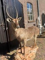 opgezette waterbok vrouw ( kobus ellipsiprymnus ), Wild dier, Opgezet dier, Zo goed als nieuw, Ophalen