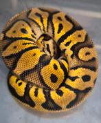 Python regius pastel leopard het clown man, Dieren en Toebehoren, Reptielen en Amfibieën, Slang