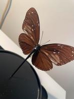 Opgezette vlinder taxidermie / entomologisch decorstuk, Ophalen, Zo goed als nieuw