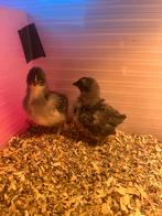 2 Orpington kriel kuikens - hennen, Dieren en Toebehoren, Pluimvee, Vrouwelijk, Kip