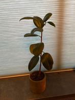 Mooie Ficus Elastica - Indische Rubberboom, Ophalen, Ficus, Halfschaduw, In pot