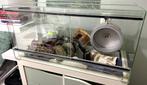 Glazen terrarium 80x40x40, Dieren en Toebehoren, Knaagdieren en Konijnen | Hokken en Kooien, Overige typen, Zo goed als nieuw
