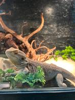 Baardagame man / Pagona vitticeps, Hagedis, Tam, 0 tot 2 jaar