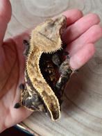 Wimpergekko man black-base, Dieren en Toebehoren, Hagedis, 0 tot 2 jaar