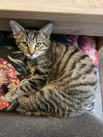 Jongen kitten, Dieren en Toebehoren, Katten en Kittens | Overige Katten, Kater